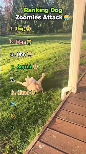 dog zoomies #ranking #funnydog #zoomies