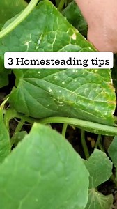 Homesteading 3 simple steps ✅️ Grow a small garden. Keep it simple. Grow things like tomatoes, cucumbers and green beans. Things you'll actually eat. Each year, try one or two new things. Add a few raised beds to grow lettuce, herbs and strawberries. ✅️ Cook at home with farm fresh eggs, dairy and locally raised beef. Meals at home cost less and don't have added preservatives. Try your hand at sourdough bread or a yeast bread. ✅️ Fill your pantry shelves with home canned marinara sauce, pickles,