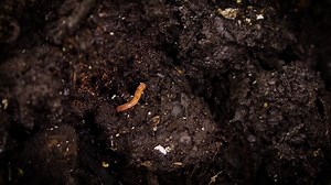 Biology, Worm, Earthworm. Free Stock Video