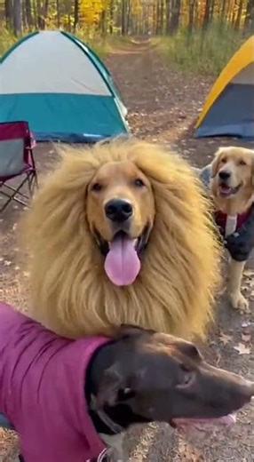 Fearless Dog Tricks Everyone by Acting Like a Lion! #DogComedy #HeroDog
