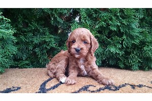 Amiyah - Cockapoo Puppy 768F01