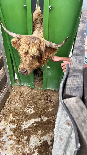 I’m so happy that you can’t smell this through the phone🤢 Poor girl had a large abscess that needed be drained and treated. But she is totally fine now and you wouldn’t even know it ever happened! #peckhampastures #hobbyfarm #scottishhighlandcattle #ouch #abscess #fyp