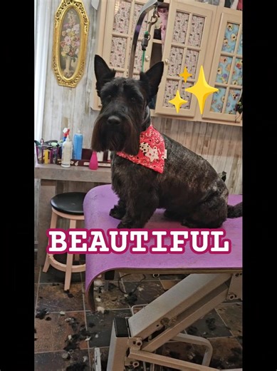 Brindle Scottish Terrier pet trim #dog #grooming