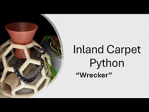 Inland Carpet Python Training Demo