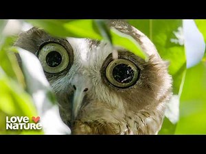 Deadly Hunters: Birds That Kill to Survive | Wild Birds of Australia 103+104