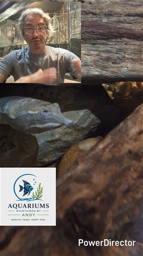 Mississippi soft shell turtle. #aquarium #fishkeepinghobby #aquarist #monsteraquarium