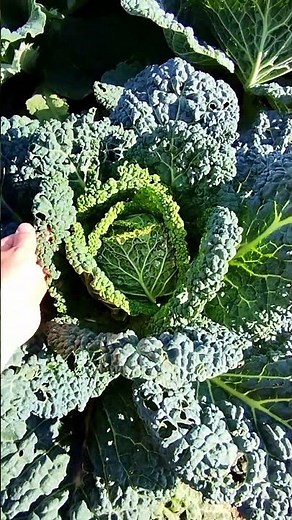Savoy cabbage bed in the garden 🌱 Organic vegetables for self-sufficiency 🌿 #savoy cabbage #garde...