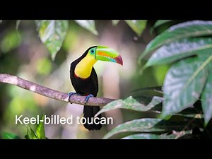Keel-billed toucan calling.