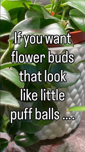 These flower buds look like little puffballs! 💚😍#lipstickplant