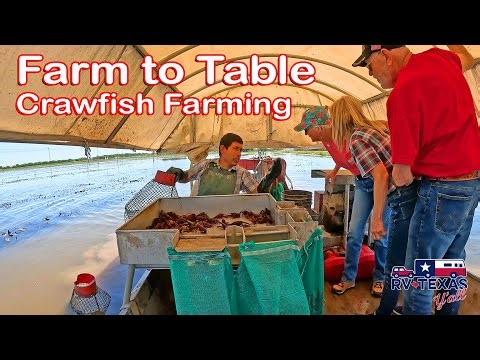 Touring a Working Louisiana Crawfish Farm | You Don’t See This Every Day!