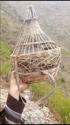 Partridge (Chakor) Natural Sound | Real Bird Call from Mountains