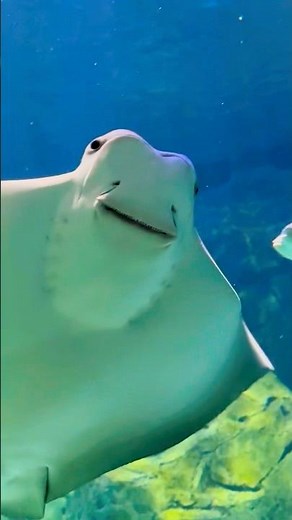 Smiling Stingray at Ripley’s Aquarium Toronto
