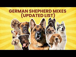 32 German Shepherd Mixes (UPDATED LIST)