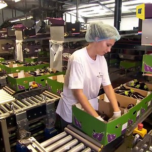 Eggplant Processing Factory | Mechanical Mind