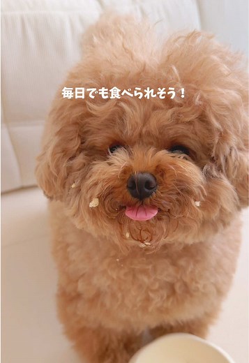 獣医師共同開発の口腔ケアサプリメント！犬猫生活でご試食