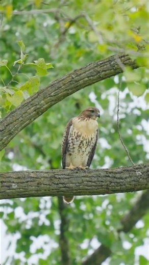 Juvenile Red-tailed Hawk of Hickory Knolls Natural Area, IL