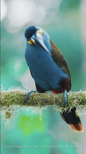 Plate Billed Mountain toucan / ECUADOR