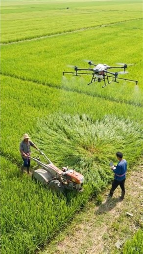 Drone Farming in Action | Smart Agriculture Technology in Rice Fields