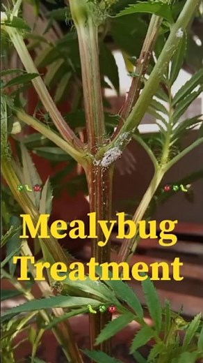 how to remove white insects/Mealybugs from plant #garden #plants #mealybug #insectmacro #plantinsect