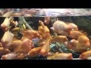 Midas Fish | Red Devil Cichlid