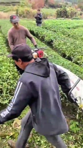 Trimming tea trees #It's not easy for farmers #Spring tea picking #Trimming tea gardens#e19e7
