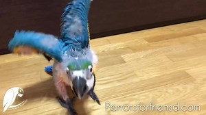 all together passionately🐤🐦 ➡️ http://www.parrotsforfriends.com/?page_id=469&lang=en ⬅️ the parrot portal ✅⬆️⬆️⬆️ | Parrots for Friends