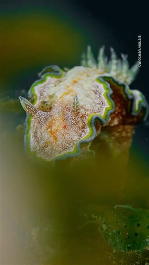 How do sea slugs contribute to healthy marine environments⁉️ It all comes down to their unique feeding habits and adaptations. 🪸 Great capture by @uw.ocean.visuals! When you think of influential marine life, sea slugs (also called nudibranchs) probably aren’t the first creatures that come to mind. But these colorful, alien-looking mollusks actually play a vital role in keeping ocean ecosystems thriving and balanced. Many species of sea slugs, like Glosodoris cincta, feed exclusively on sponges 