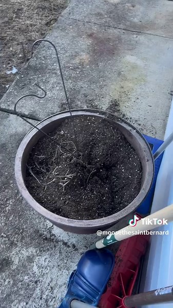 Happy Spring with Moose the Saint Bernard