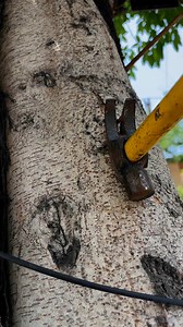 60K views · 903 reactions | Very Simple Ways To Save Your Tree  #savetrees | Trees Plants Info | Facebook