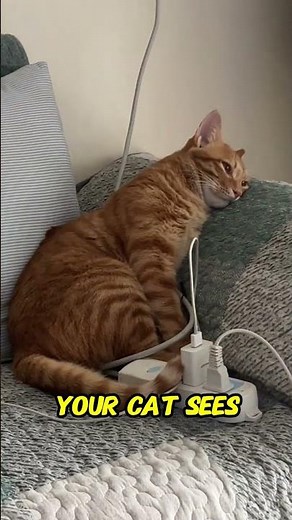 Why Do Cats Sit on Objects You Just Put Down?