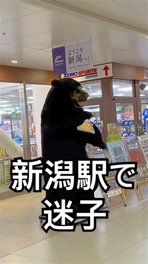 Lost at Niigata Station