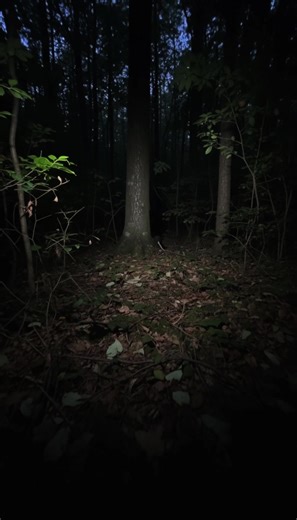 Night walk in the woods. #fyp