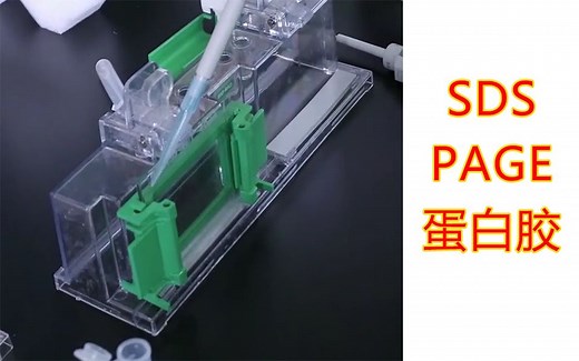 【实验】SDS-PAGE蛋白凝胶电泳的基本原理，操作方法，注意事项，制胶，上样，跑胶，观察，拍照，蛋白胶，保姆级教程