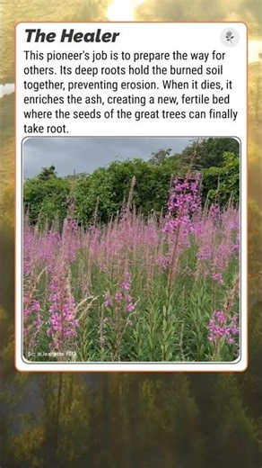 Ecosystem Recovery: The Tiny Plant That Heals Wounded Earth