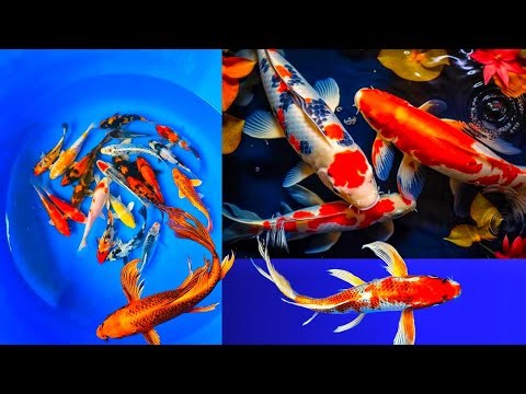 Colourful koi fish swimming in small tub, catch in koi fish @Surprisefish1 