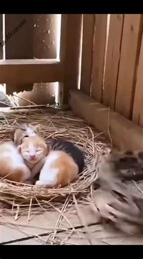 #gato #defiende #gatitos #dela #serpiente | cat vs snake