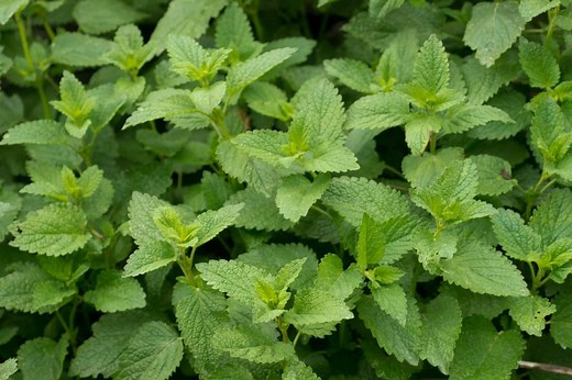 Lemon balm | Herbs | Herbal Reality