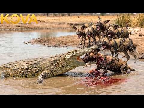 Clashes & Conflicts: Wild Dogs, Crocodile & More | Animal Fight Night