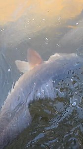 🎣 HALF-DAY FISHING TRIPS OPEN 🎣 This Saturday & Sunday ☀️ Perfect Weather 🔥 Hot Inshore Bite 🐟 Redfish & Trout Action 📍 Gulf of America Fishing Charters 📞 352-397-8056 🌐 www.gofacharters.com� Book now — limited spots available! | Gulf of America Fishing Charters