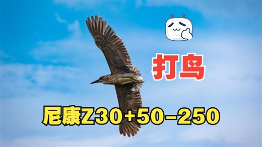 再热的天也要打鸟——尼康Z30