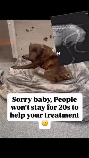 💔🐾 URGENT APPEAL 🐾💔 This sweet dog has suffered a serious spinal injury. After thorough CT scans, the vets confirmed that urgent surgery is the only chance to save his life and mobility. He is in pain, scared, and fighting every moment to survive. We are asking for your kind support to help cover the surgery and ongoing treatment. Every donation, share, and prayer brings him closer to healing. 🙏 Please support us — link in bio. #DogReliefAid #HelpAbandonedDogs #DogSufferingHelp | Give a han