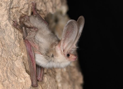 Ritrovato dopo 55 anni il pipistrello “fantasma” del deserto del Karakum: le prime immagini di un orecchione turkmeno