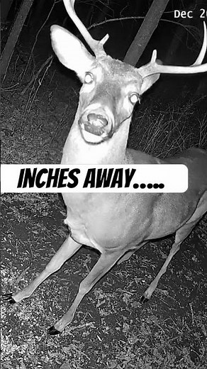 This Trophy Buck Stood Inches From the Camera 😳🦌 #shorts