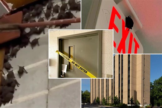 Hundreds of horrified college students find dorm infested with bats: ‘Started flying at me’