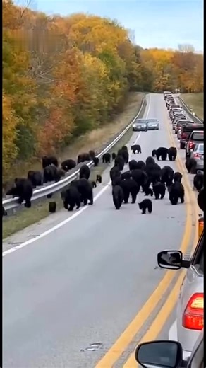 Wow, this is a huge group of black bears running across highway 76 near Branson, Missouri! The black bear population in Missouri is really growing quickly! #bears #Missouri #branson | Branson Area Breaking News