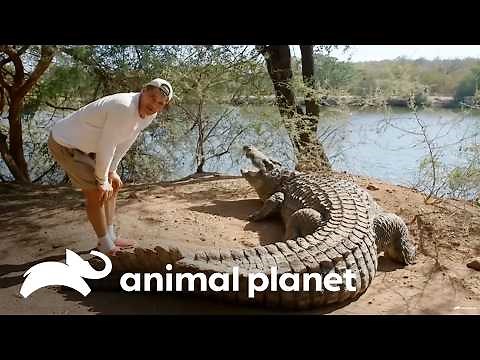 ¡Cocodrilo tira a Frank de un coletazo! | Wild Frank en África | Animal Planet