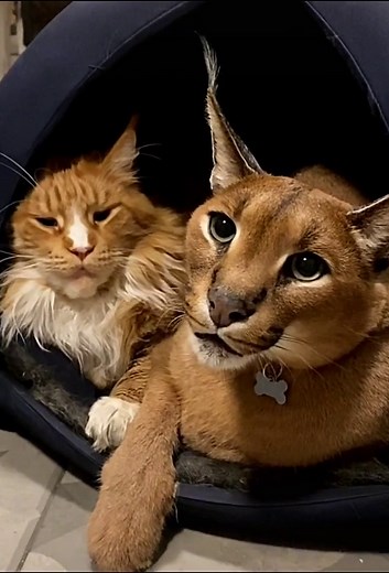 #caracal #pet #cat #fyp #viral