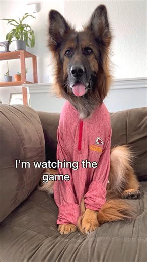 1.3M views · 27K reactions | The 2 types of people watching football this year  @jasonbankscomedy #bernesemountaindog #jasonbankscomedy #derek #germanshepherd #dogskit. | Grizzly bane | Facebook