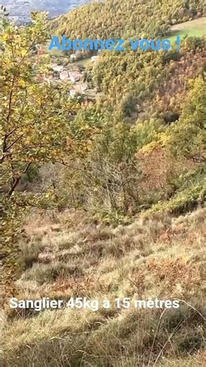 #chasse sanglier dans les Pyrénées Orientales #sanglier #boarhunting #jabalí #cinghiale #hunting