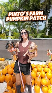 4.7K views · 75 reactions | Miami's spookiest season has arrived at Pintos Farm Pumpkin Patch!  Bring your little monsters for the ultimate autumn experience now through November 2nd! Weekday fun awaits Thursday-Friday from 2PM-7PM or make it a weekend adventure Saturday 11AM-11PM & Sunday 11AM-10PM. Enjoy activities like pumpkin picking, pony rides, and a petting zoo. This is where Miami's fall memories are made! 李 (Via IG/@rogerbstillz) | Visit Miami | Facebook